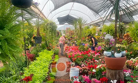 Morelia: onda de calor afecta a viveros; bajan ventas hasta en 50%
