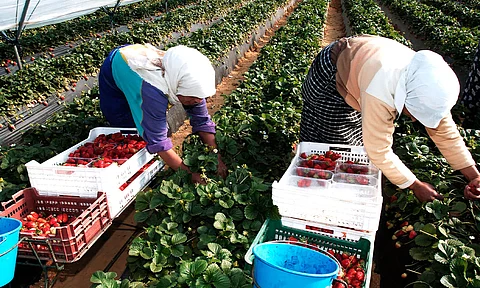 En Maravatío, la producción de fresa ha crecido en los últimos años de manera acelerada, aplicando nuevas tecnologías para hacer más productiva la cosecha
