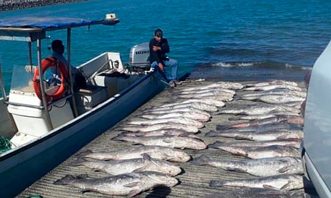 EU no impondrá sanciones contra México por "tráfico" de especies