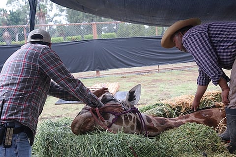El ejemplar llegó hace más de 12 años al recinto