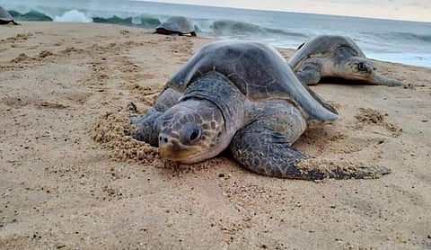 Reportan primer arribo de la tortuga marina a playas de Lázaro Cárdenas