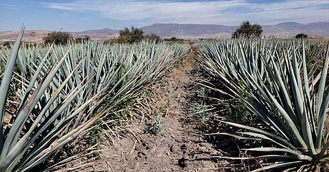 Alertan sobre crecimiento de cambio de uso de suelo para producción de agave en Michoacán