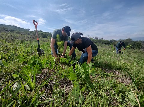 Encabeza Alfonso Martínez reforestación y crea un nuevo bosque en Morelia