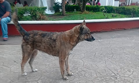 Edil de Paracho niega que el municipio sea responsable de envenenamiento masivo de perros