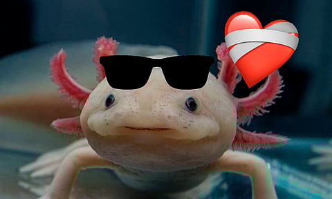 ¡Quién fuera ajolote! El único animal capaz de autocurarse el corazón