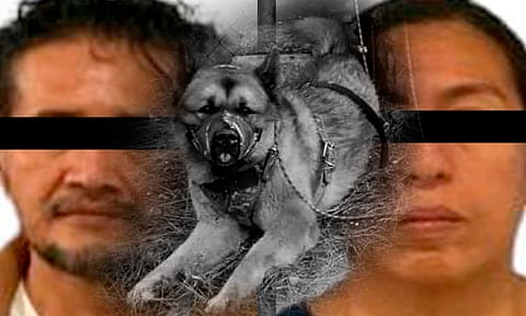 Detienen a pareja que golpeó hasta la muerte a perrito Kuko en Edomex