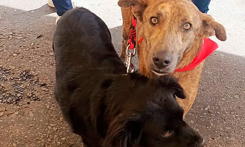Perritos que vivían en Paracho fueron rescatados y trasladados a Morelia para su adopción
