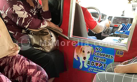 Combi Roja en Morelia llama a que adopten y no compren perritos