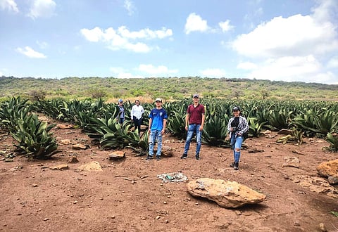 A través de Sader, Gobierno de Bedolla atendió 32 mil hectáreas agrícolas