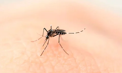 Estos son los síntomas del dengue y las características del mosco transmisor