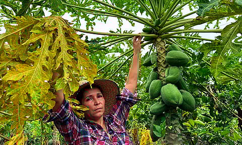 Tamarindo, trigo, ajonjolí, jamaica y papaya, con mejor expectativa de producción en Michoacán
