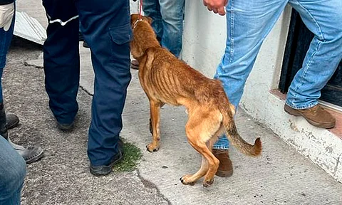 Morelia: a proceso, sujeto que tenía 51 perritos y gatitos en desnutrición; 14, hallados sin vida