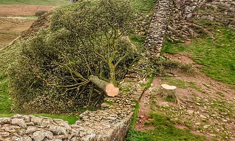 Adolescente tala árbol emblemático de Reino Unido; tenía 300 años de antigüedad