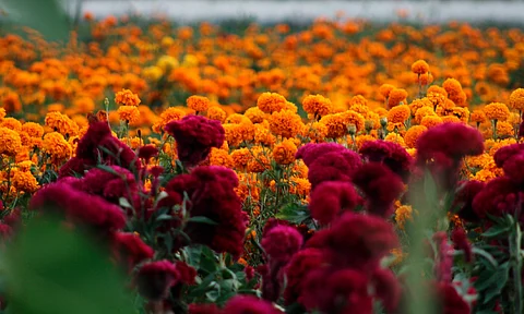 En octubre, Fiesta de la Flor de Cempasúchil en Tarímbaro