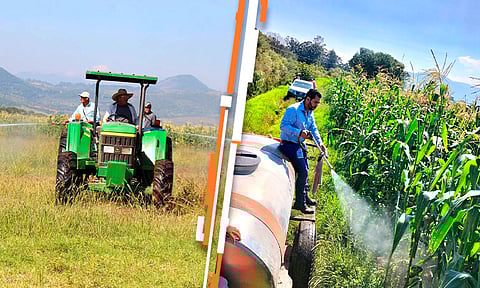 Después de años sin atender los campos de Morelia, se fumigaron más de 400 hectáreas en San Rafael Coapa