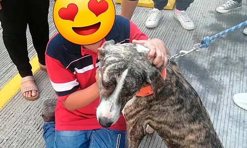 Este fin de semana, nueva feria de adopción y concurso de disfraces perrunos