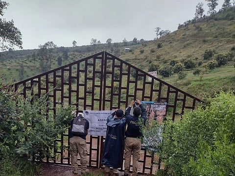 Realizan cateo en Salvador Escalante y aseguran predio por plantación ilegal de aguacate