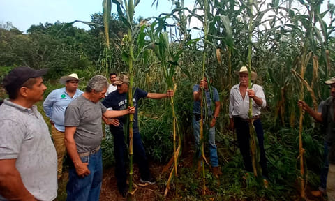 Se busca sentar las bases de mejores cosechas de maíz, ya sea para fines forrajeros o de grano