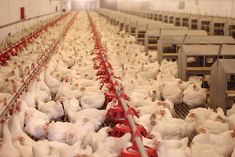Sacrifican a más de 15mil gallinitas en la granja donde se presentó el primer caso de influenza aviar