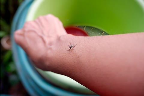 Mantener limpia la casa ayuda a prevenir el dengue: SSM