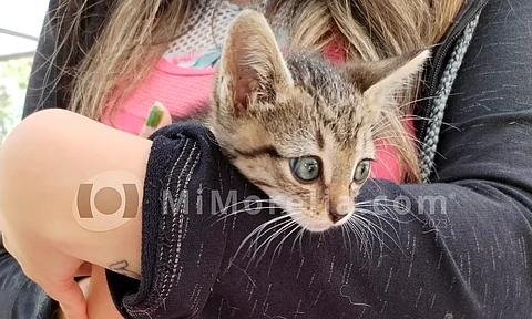 Este sábado podrás adoptar o dar en adopción a un peludito en Morelia