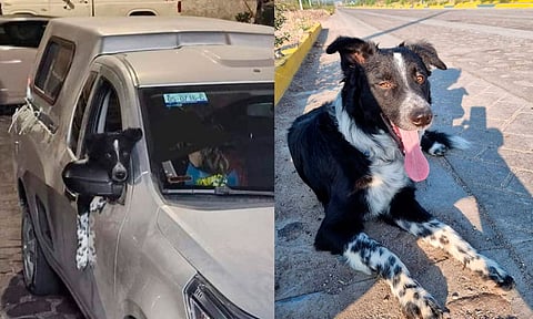 Criminales se llevan a perrito en San Miguel de Allende; dueños piden ayuda