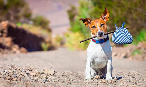 Habrá concurso de disfraces y adopción canina en Capula