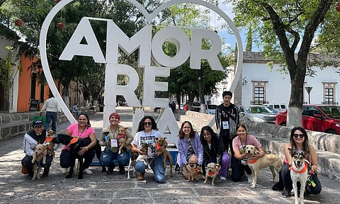 Vacunación gratuita contra bordetella para tu mascota en Morelia