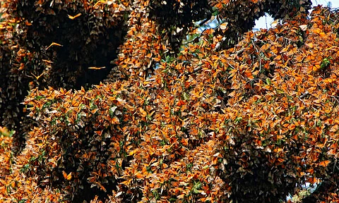 Este viernes, abiertos los tres santuarios de la mariposa Monarca