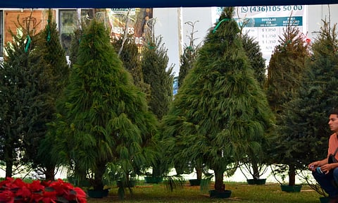 Ya hay fechas para el tradicional bazar de árboles de Navidad en Morelia