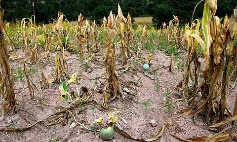 Anuncian apoyo a productores de Churumuco afectados por la sequía
