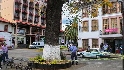 Intervención del Gobierno Municipal para proteger el arbolado vulnerable en el Centro Histórico de Uruapan