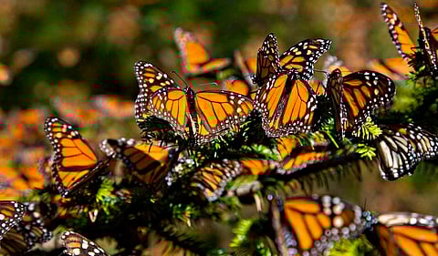 Mariposas Monarca llegan a Michoacán; santuarios abren el 17 de noviembre
