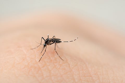 Conoce los síntomas del dengue y evita su transmisión con estos consejos de la SSM