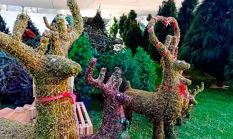 Se ofertarán más de 500 pinos de 400 a mil 500 pesos