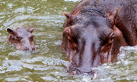 Descubre las curiosidades del hipopótamo bebé del Zoo de Morelia