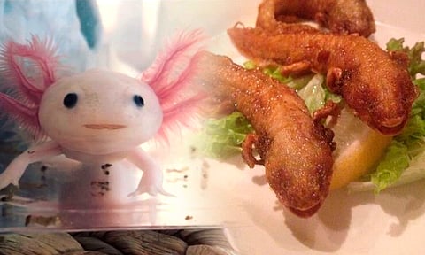 Venden ajolotes fritos en restaurante japonés y causa indignación en redes