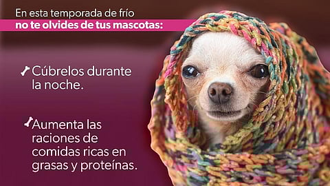 Emite Protección Civil recomendaciones para proteger a mascotas del frío