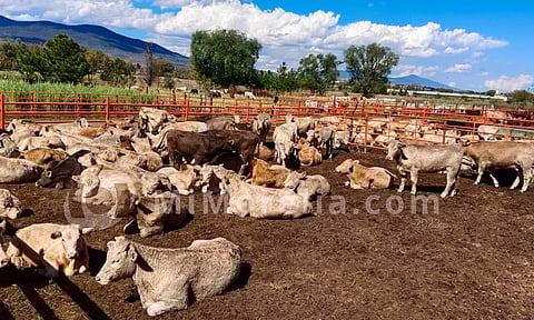 Gobernador entrega apoyo al sector ganadero de Morelia