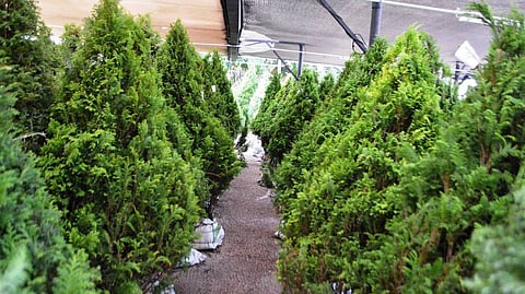 Adquiere tu árbol de Navidad en estos bosques michoacanos autorizados por la Semarnat