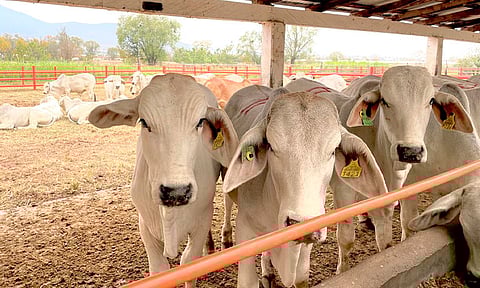 Inicia este viernes la Exposición y Feria Ganadera Morelia 2023