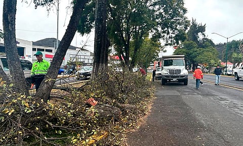 Brigadas municipales retiran árbol que cayó en avenida Camelinas