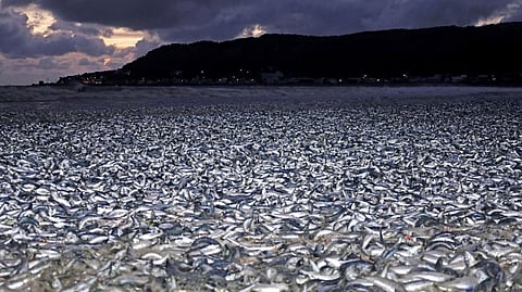 Millones de peces muertos aparecen en Japón