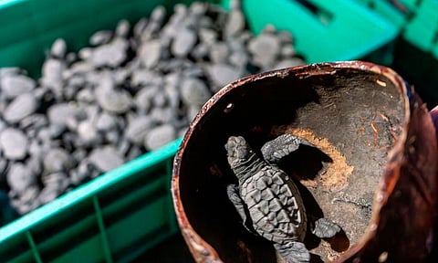 Acompaña a las tortugas en su camino hacia el mar en playas michoacanas