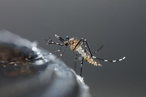 En 2023 incrementaron 800% los casos de dengue en Michoacán: SSM