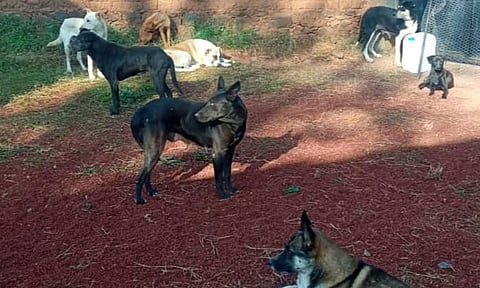 Activistas y CEDH acuerdan trabajar en pro del bienestar animal en Michoacán