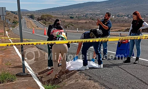 Encuentran puma muerto en la Autopista de Occidente