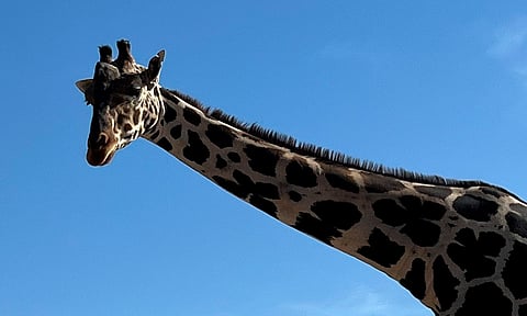 Este será el nuevo hogar de la jirafa Benito en Puebla