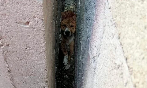 Rescatan a lomito que quedó atrapado entre dos bardas en Hidalgo