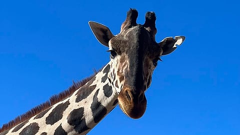 Gobierno de Puebla propone financiar traslado de jirafa Benito para salvaguardarla del frío extremo